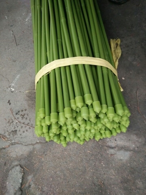 vert Polonais en bambou de longueur de 40cm 60cm 90cm 120cm peignant le vert