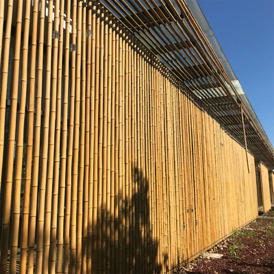 Grand Moso extérieur droit sec adapté aux besoins du client Polonais en bambou couleur naturelle de 60cm à de 595cm