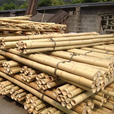 Bambou naturel Polonais de Moso de 10 pieds pour la construction de construction de jardin