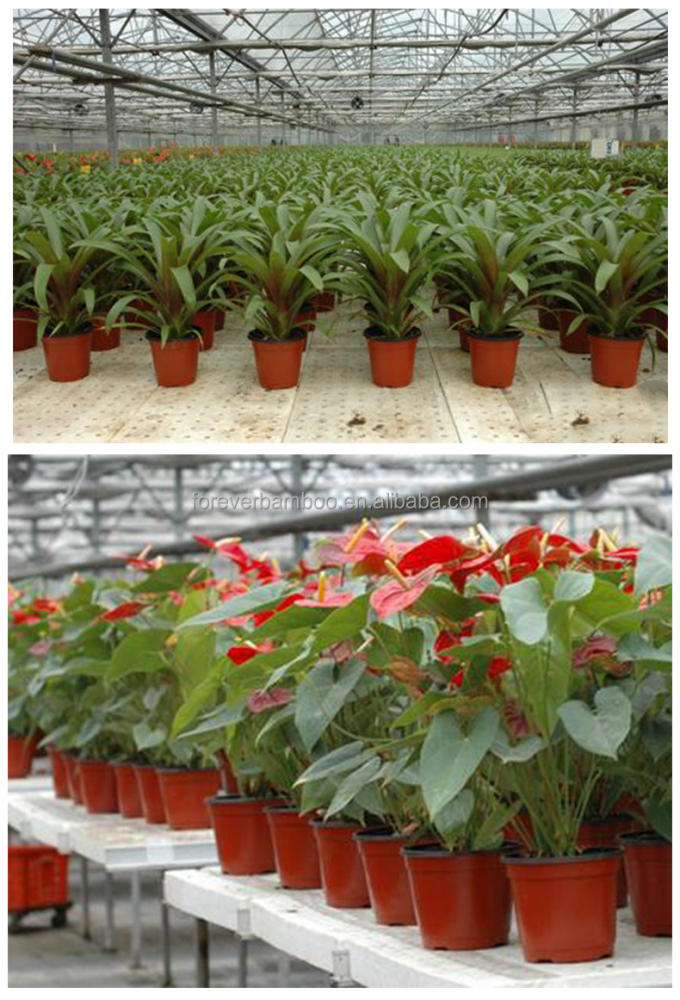 Produits de jardinage professionnels populaires Transplantation de pots de fleurs en plastique 1